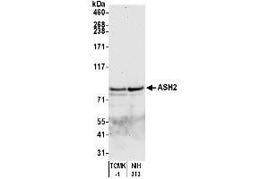 Western Blotting (WB) image for anti-Achaete-Scute Complex Homolog 2 (ASCL2) (AA 225-275) antibody (ABIN7454590)