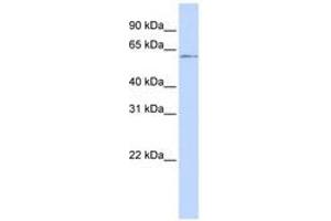 Image no. 1 for anti-Nuclear Factor I/C (CCAAT-Binding Transcription Factor) (NFIC) (C-Term) antibody (ABIN6741505) (NFIC 抗体  (C-Term))
