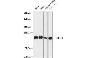 Western blot analysis of extracts of various cell lines, using EEF1E1 antibody (ABIN7267023) at 1:1000 dilution. (EEF1E1 抗体  (AA 1-100))