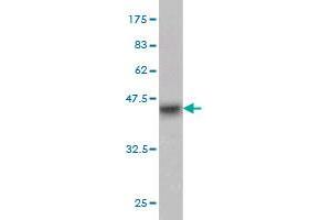 Western Blot detection against Immunogen (37. (CD93 抗体  (AA 33-140))
