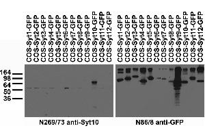 Transfected cell immunoblot: extracts of COS cells transiently transfected with GFP-tagged Synaptotagmin plasmid and probed with N269/73 (left) and N86/8 (right) TC supe.