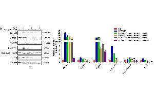 Western Blotting (WB) image for anti-Collagen, Type I, alpha 1 (COL1A1) (AA 100-200) antibody (ABIN6138837)