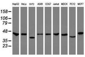 Image no. 3 for anti-Chromobox Homolog 8 (CBX8) (AA 1-260) antibody (ABIN1490659)