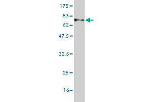 Western Blotting (WB) image for anti-Guanine Nucleotide Binding Protein (G Protein), alpha Inhibiting Activity Polypeptide 2 (GNAI2) (AA 1-355) antibody (ABIN516100)