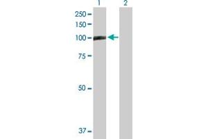Western Blot analysis of TAGAP expression in transfected 293T cell line by TAGAP MaxPab polyclonal antibody.