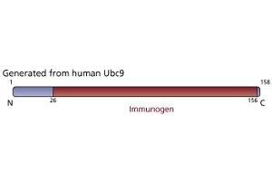 Image no. 1 for anti-Ubiquitin-Conjugating Enzyme E2I (UBE2I) (AA 26-156) antibody (ABIN968155) (UBE2I 抗体  (AA 26-156))