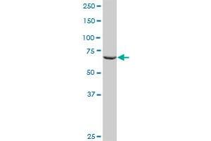 RALBP1 MaxPab rabbit polyclonal antibody. (RALBP1 抗体  (AA 1-655))
