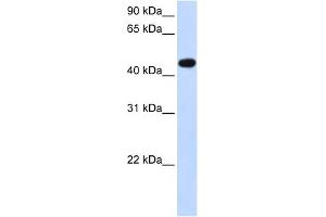 WB Suggested Anti-AADAC Antibody Titration:  0. (AADAC 抗体  (N-Term))