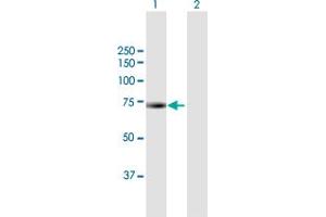 Western Blot analysis of BIRC3 expression in transfected 293T cell line by BIRC3 MaxPab polyclonal antibody. (BIRC3 抗体  (AA 1-604))