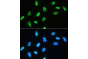 Immunofluorescence analysis of U-2 OS cells using DHX9/RNA Helicase Aantibody (ABIN7265748) at dilution of 1:100. (DHX9 抗体)