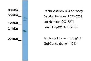 WB Suggested Anti-MRTO4  Antibody Titration: 0.
