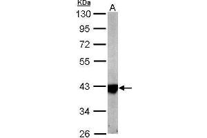 Western Blotting (WB) image for anti-Isocitrate Dehydrogenase 3 (NAD+) alpha (IDH3A) antibody (ABIN2855763)