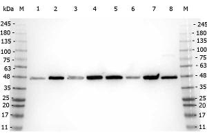 Western Blotting (WB) image for anti-Amyloid beta (Abeta) (N-Term) antibody (ABIN95037)