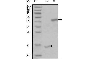 Western blot analysis using PARL mouse mAb against truncated Trx-PARL recombinant protein (1) and truncated MBP-PARL(aa112-167) recombinant protein (2). (PARL 抗体  (AA 112-167))