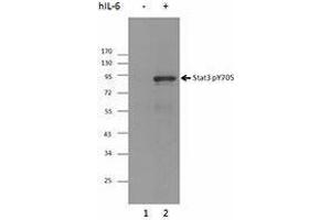 Western Blotting (WB) image for anti-Signal Transducer and Activator of Transcription 3 (Acute-Phase Response Factor) (STAT3) (pTyr705) antibody (ABIN2666371) (STAT3 抗体  (pTyr705))