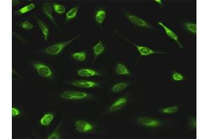 Immunofluorescence (IF) image for anti-Glucosidase, Alpha, Neutral AB (GANAB) (AA 1-944) antibody (ABIN950071)