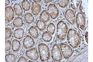 IHC-P Image MST4 antibody [N2C3] detects MST4 protein at cytoplasm in rat colon by immunohistochemical analysis. (STK26/MST4 抗体  (Center))