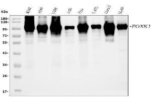 Western blot analysis of FOXK1 using anti-FOXK1 antibody (ABIN7600295).