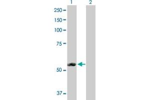 Western Blot analysis of ERMAP expression in transfected 293T cell line by ERMAP MaxPab polyclonal antibody. (ERMAP 抗体  (AA 1-475))