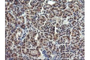 Image no. 1 for anti-Lysozyme (LYZ) antibody (ABIN1499237) (LYZ 抗体)