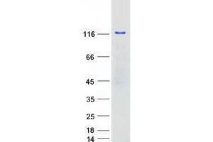 Western Blotting (WB) image for Pumilio Homolog 2 (Drosophila) (PUM2) protein (Myc-DYKDDDDK Tag) (ABIN2730164)