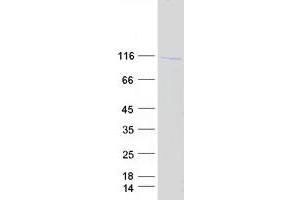Validation with Western Blot (Interleukin enhancer-binding factor 3 (ILF3) (Transcript Variant 1) protein (Myc-DYKDDDDK Tag))