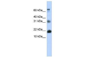 WB Suggested Anti-BUD31 Antibody Titration:  0.