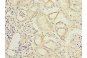 Immunohistochemistry of paraffin-embedded human kidney tissue using ABIN7168400 at dilution of 1:100 (RBPMS 抗体  (AA 1-219))