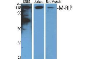 Western Blot (WB) analysis of specific cells using M-RIP Polyclonal Antibody. (MPRIP 抗体  (Internal Region))
