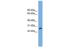 WB Suggested Anti-FAM3D Antibody Titration: 0. (FAM3D 抗体  (Middle Region))