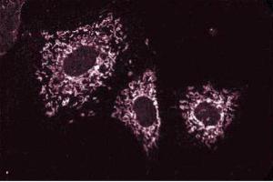 Immunofluoresence staining of NIH-3T3 cells. (Cortactin 抗体)