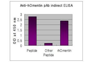 Indirect ELISA of recombinant humen Omentin & synthetic human Nampt peptide (control)  using anti-Omentin (human), pAb  at 1:50,000 dilution. (ITLN1/Omentin 抗体  (AA 95-115))