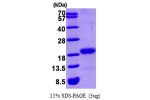 SDS-PAGE (SDS) image for GABA(A) Receptor-Associated Protein (GABARAP) (AA 1-117) protein (His tag) (ABIN666937)