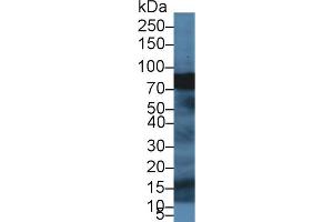 Western Blot; Sample: Porcine Pancreas lysate; Primary Ab: 1µg/ml Rabbit Anti-Human SPTbN4 Antibody Second Ab: 0. (SPTBN4 抗体  (AA 64-285))