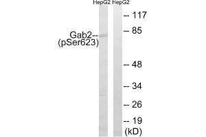 Western Blotting (WB) image for anti-GRB2-Associated Binding Protein 2 (GAB2) (pSer623) antibody (ABIN1847780) (GAB2 抗体  (pSer623))