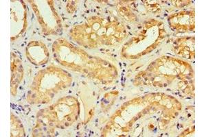 Immunohistochemistry of paraffin-embedded human kidney tissue using ABIN7161640 at dilution of 1:100 (KLRC1 抗体  (AA 114-233))