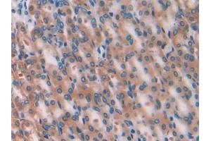 IHC-P analysis of Rat Stomach Tissue, with DAB staining. (GPI 抗体  (AA 335-558))