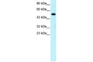 Western Blotting (WB) image for anti-Nuclear Receptor Subfamily 5, Group A, Member 1 (NR5A1) (Middle Region) antibody (ABIN2777447)