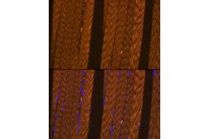 Immunofluorescence analysis of Rat skeletal muscle using FBP2 antibody  at dilution of 1:100. (FBP2 抗体  (AA 1-339))