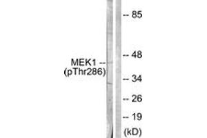 Western blot analysis of extracts from K562 cells, using MEK1 (Phospho-Thr286) Antibody. (MEK1 抗体  (pThr286))