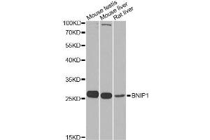 Western blot analysis of extracts of various cell lines, using BNIP1 Antibody. (BNIP1 抗体)