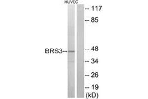 Western blot analysis of extracts from HuvEc cells, using BRS3 Antibody. (BRS3 抗体  (AA 161-210))