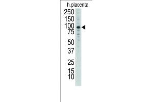 Western blot analysis of anti-DDR1 Antibody (N-term) Pab (ABIN392014 and ABIN2841792) in placenta lysate.