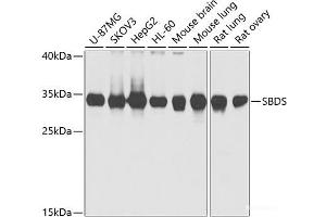 Western blot analysis of extracts of various cell lines using SBDS Polyclonal Antibody at dilution of 1:1000. (SBDS 抗体)