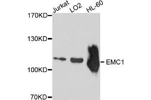 Western blot analysis of extracts of various cell lines, using EMC1 antibody (ABIN4903571) at 1:1000 dilution. (KIAA0090 抗体)