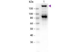 Western Blot of Goat Anti-Alpha-2-Macroglobulin antibody. (alpha 2 Macroglobulin 抗体)