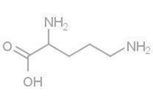 L-Ornithine (L-Ornithine)
