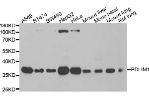 Western blot analysis of extracts of various cell lines, using PDLIM1 antibody (ABIN5974031) at 1/1000 dilution. (PDLIM1 抗体)