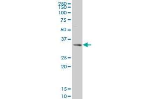 SIX3 monoclonal antibody (M08), clone 2B9 Western Blot analysis of SIX3 expression in 293 . (SIX3 抗体  (AA 273-332))