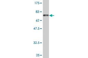 Western Blot detection against Immunogen (69.